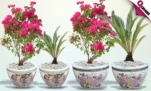 Outdoor/Indoor Plants!